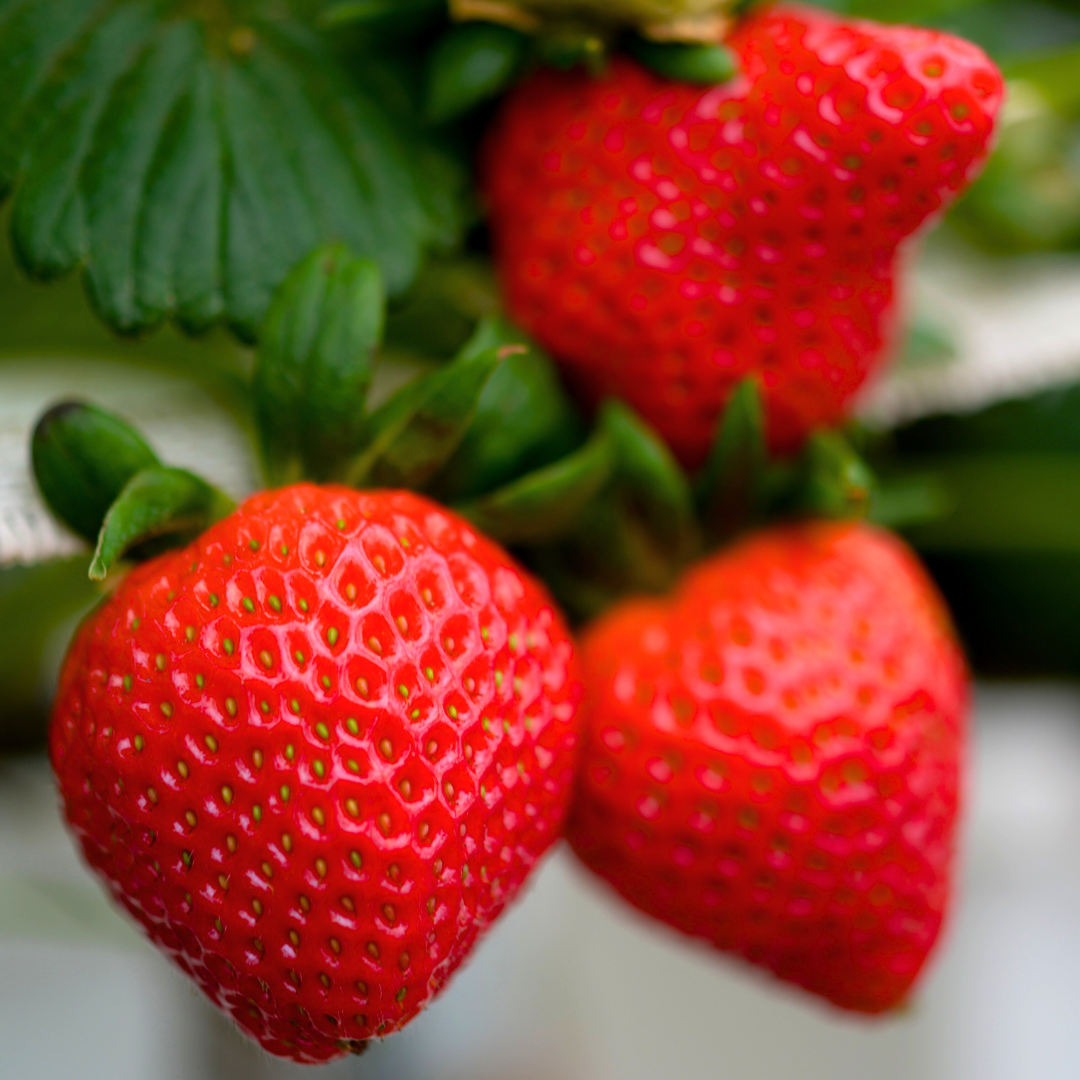 🍓Graines de Fraises locales à croissance annuelle 👍 À planter toute l’année