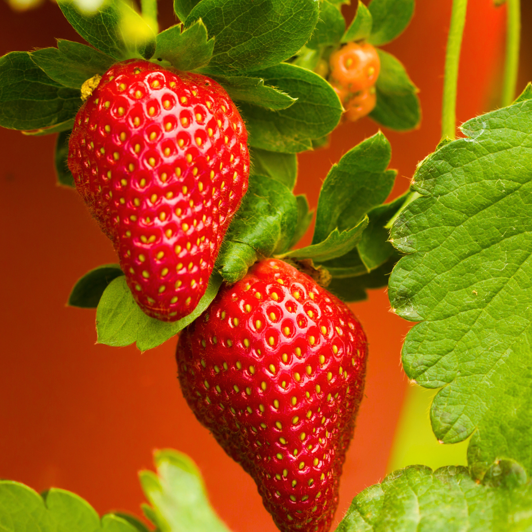 🍓Graines de Fraises locales à croissance annuelle 👍 À planter toute l’année