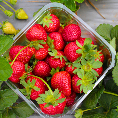🍓Graines de Fraises locales à croissance annuelle 👍 À planter toute l’année